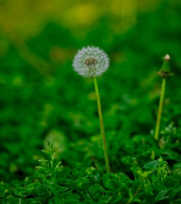 The Optimal Time to Plant Grass Seed in Spring