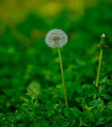 Transform your lawn with perfect timing for spring grass seed planting success