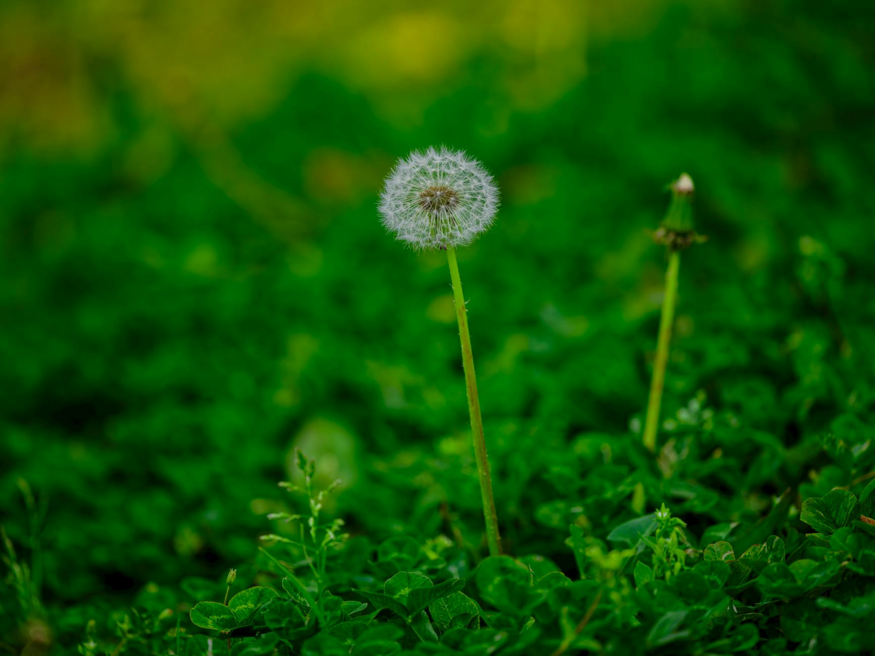 The Optimal Time to Plant Grass Seed in Spring Transform your lawn with perfect timing for spring grass seed planting success