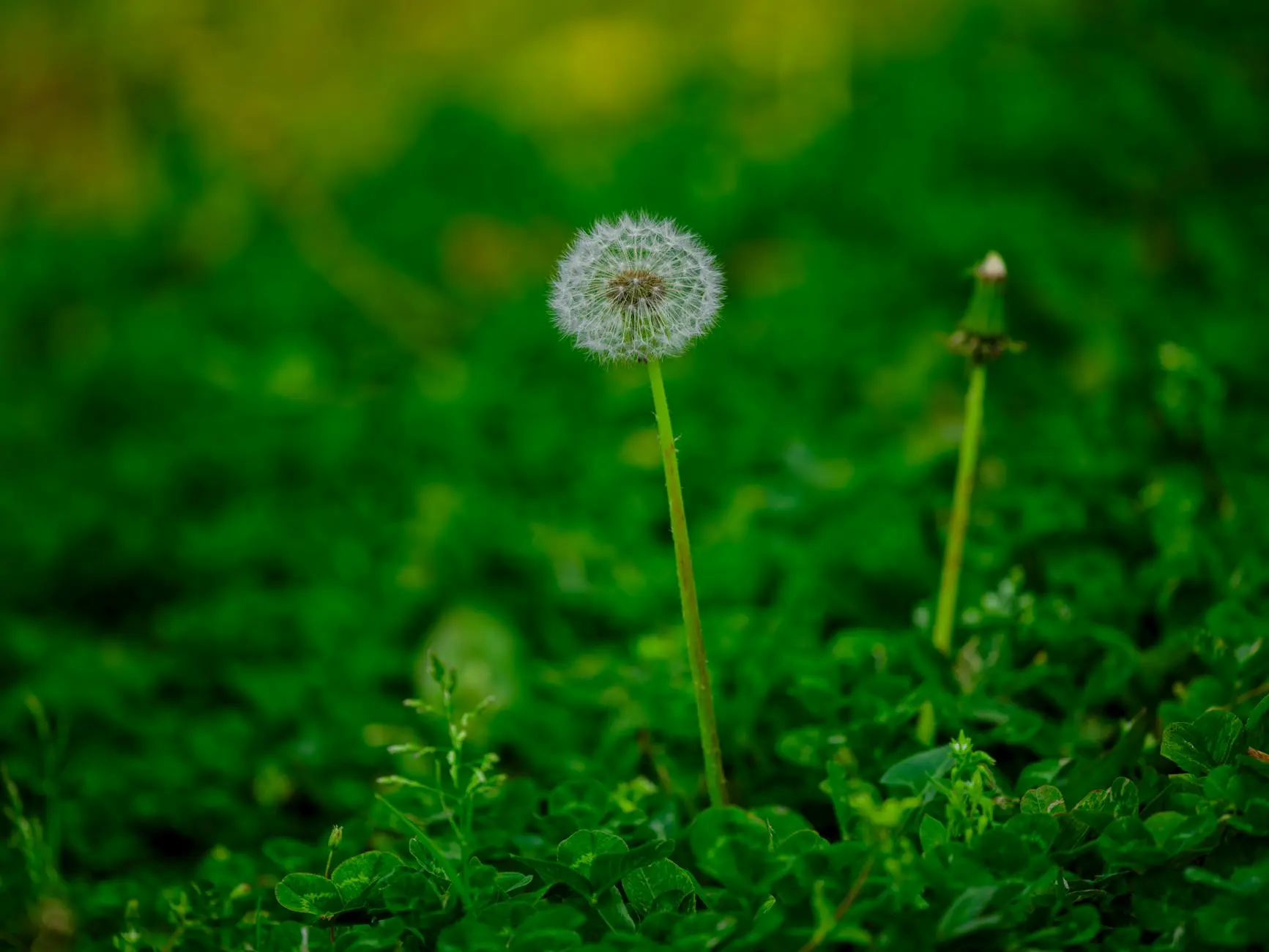Best Time To Plant Grass Seed In Spring: 7-Step Guide Transform your lawn with perfect timing for spring grass seed planting success