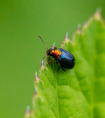 Thrips Control: Identifying and Managing These Tiny Garden Pests