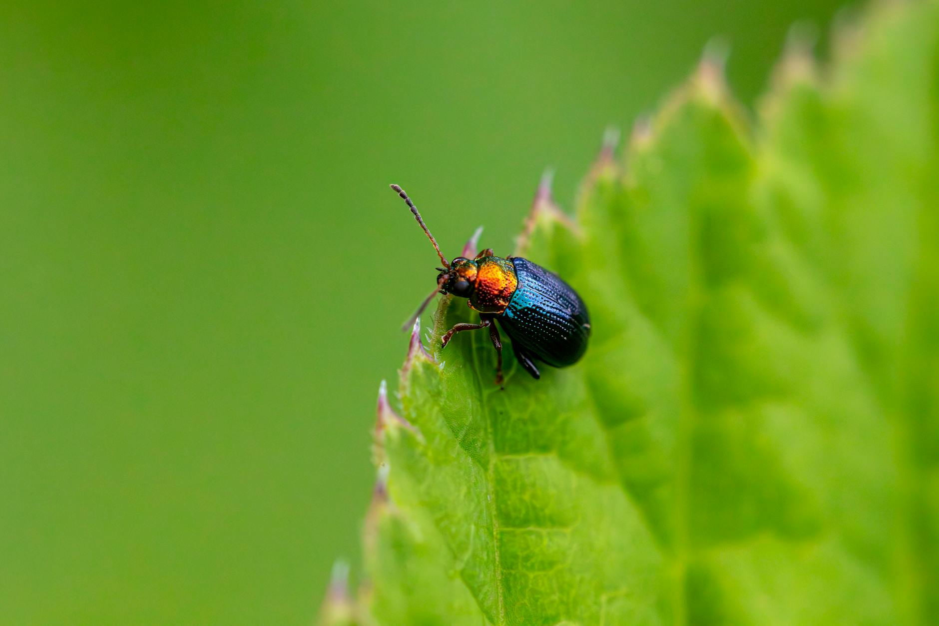 Thrips Control: Identifying and Managing These Tiny Garden Pests Learn to identify, prevent, and effectively treat thrips infestations to protect your precious garden plants