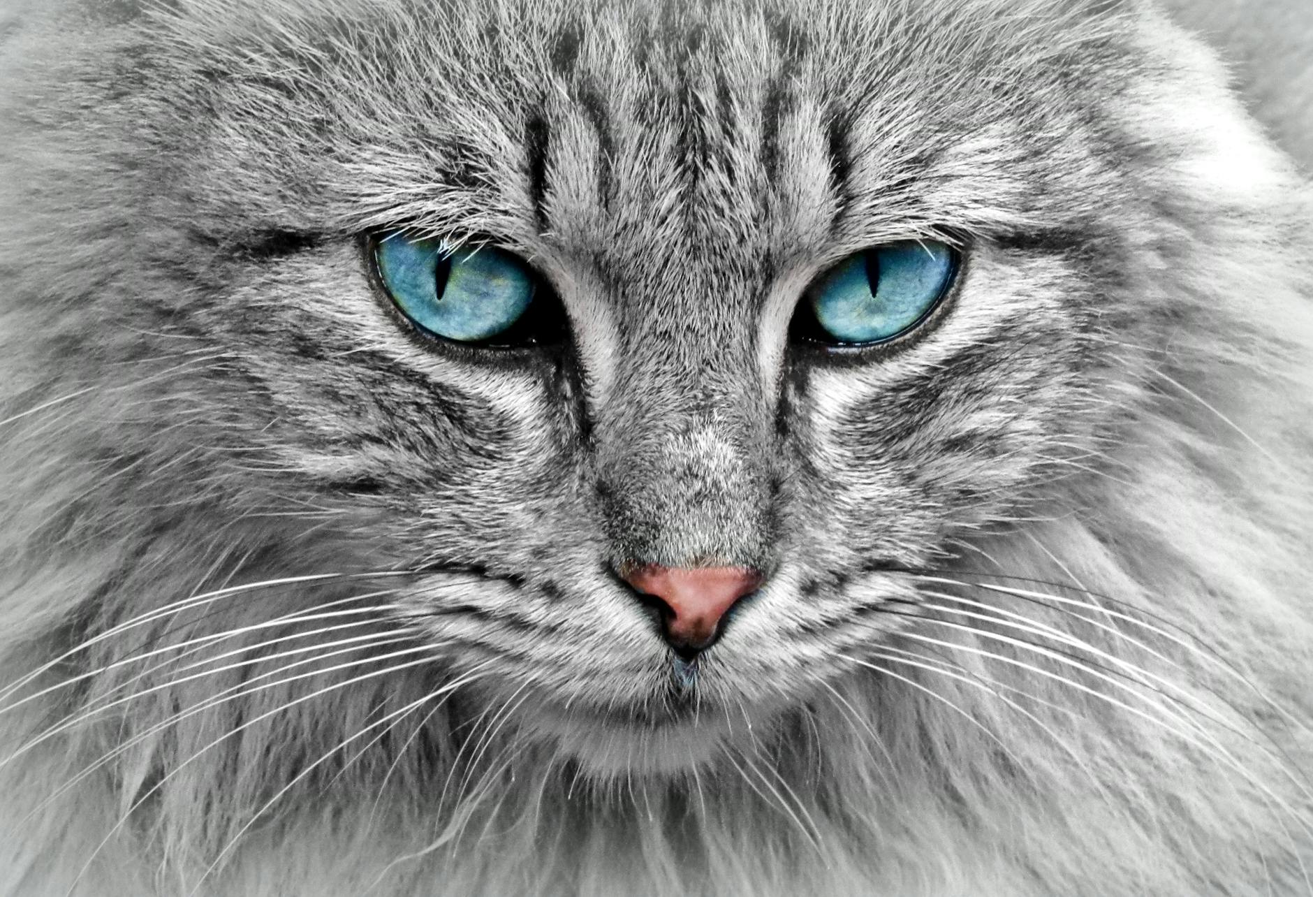 The Mystery Behind Cat Eye Colors: Why Felines Rarely Have Brown Eyes Discover the fascinating genetics and variations behind your cat's mesmerizing gaze and why true brown eyes are so uncommon