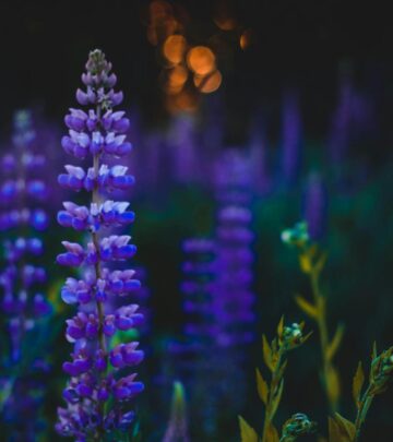 Lupines: A Complete Guide to Planting, Growing, and Enjoying These Striking Flowers