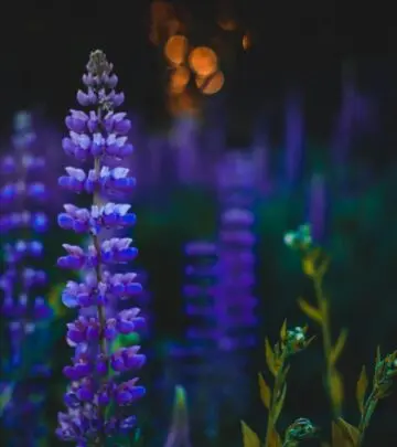 Discover the beauty, diversity, and how-to for growing lupines in your garden—from wild blooms to vibrant hybrids.