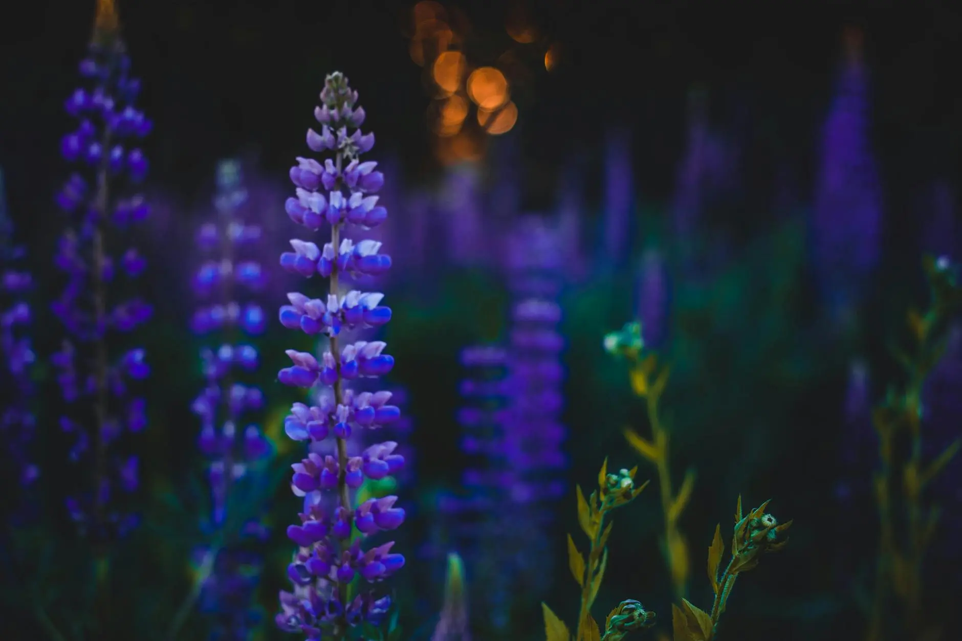 How To Grow Lupines: Comprehensive Guide For Vibrant Spires Discover the beauty, diversity, and how-to for growing lupines in your garden—from wild blooms to vibrant hybrids.