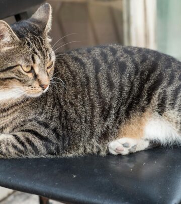 12 Adorable Cat Breeds With Distinctive Ear Tufts