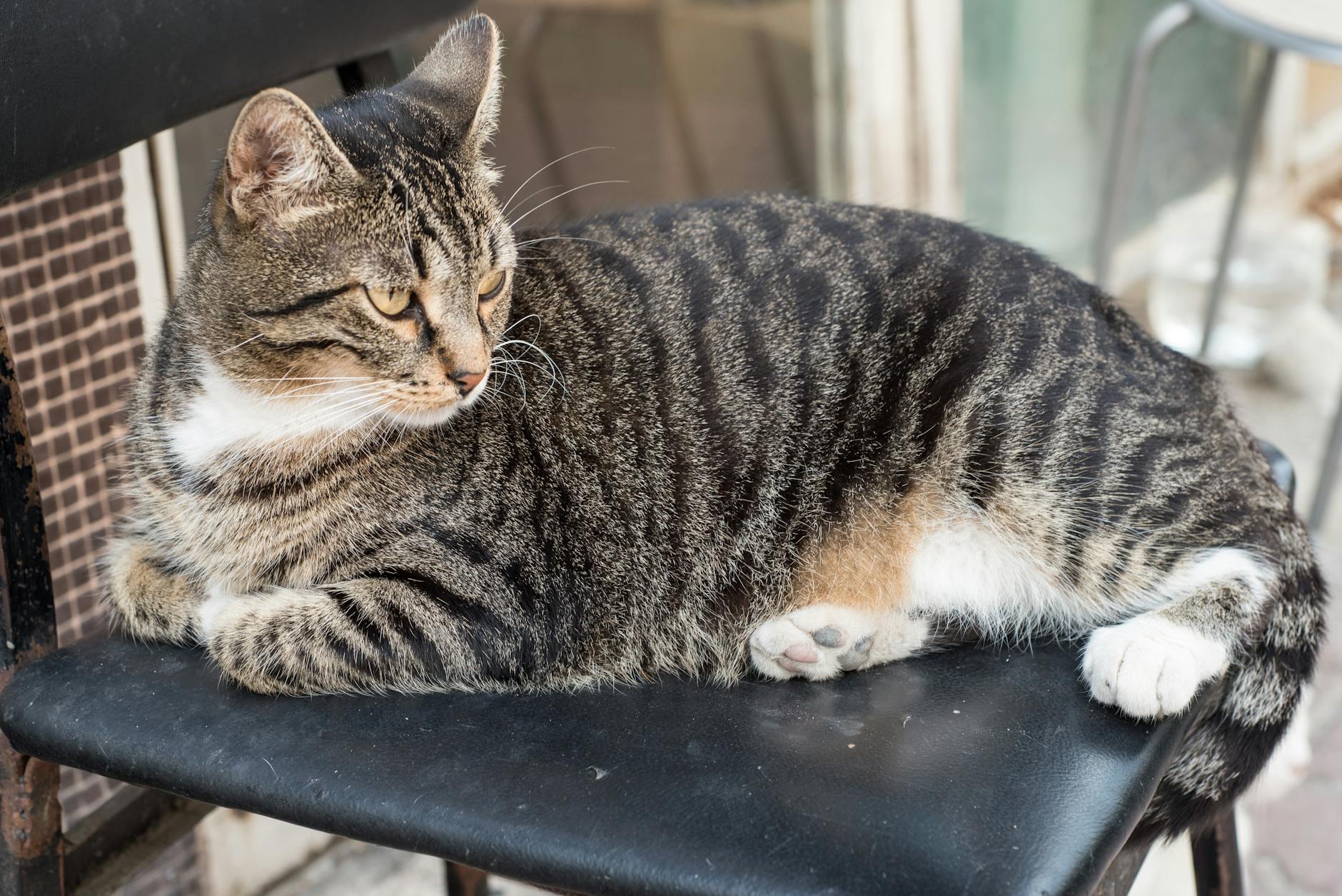 12 Adorable Cat Breeds With Distinctive Ear Tufts Discover the charm and beauty of felines with distinctive fuzzy ear tips that make them stand out