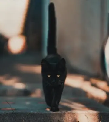 Discover the fascinating stories of legendary black cats that captivated cultures across centuries