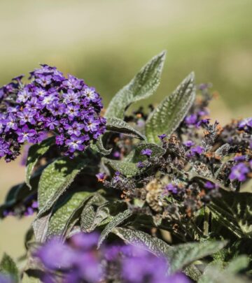 Complete Guide to Growing Heliotrope Flowers in Your Garden