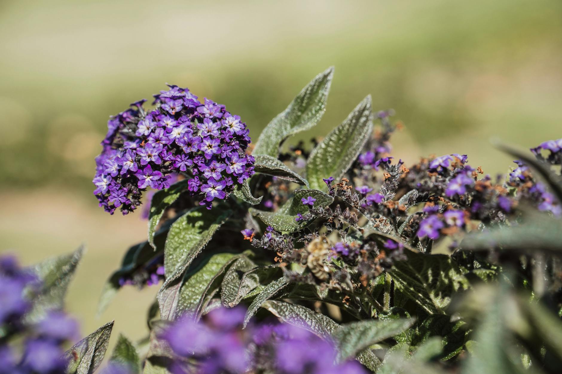 Complete Guide to Growing Heliotrope Flowers in Your Garden Discover how to cultivate fragrant heliotrope plants for stunning summer color and sweet vanilla scents