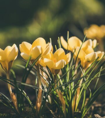Enchanting Cottage Garden Ideas for Every Home