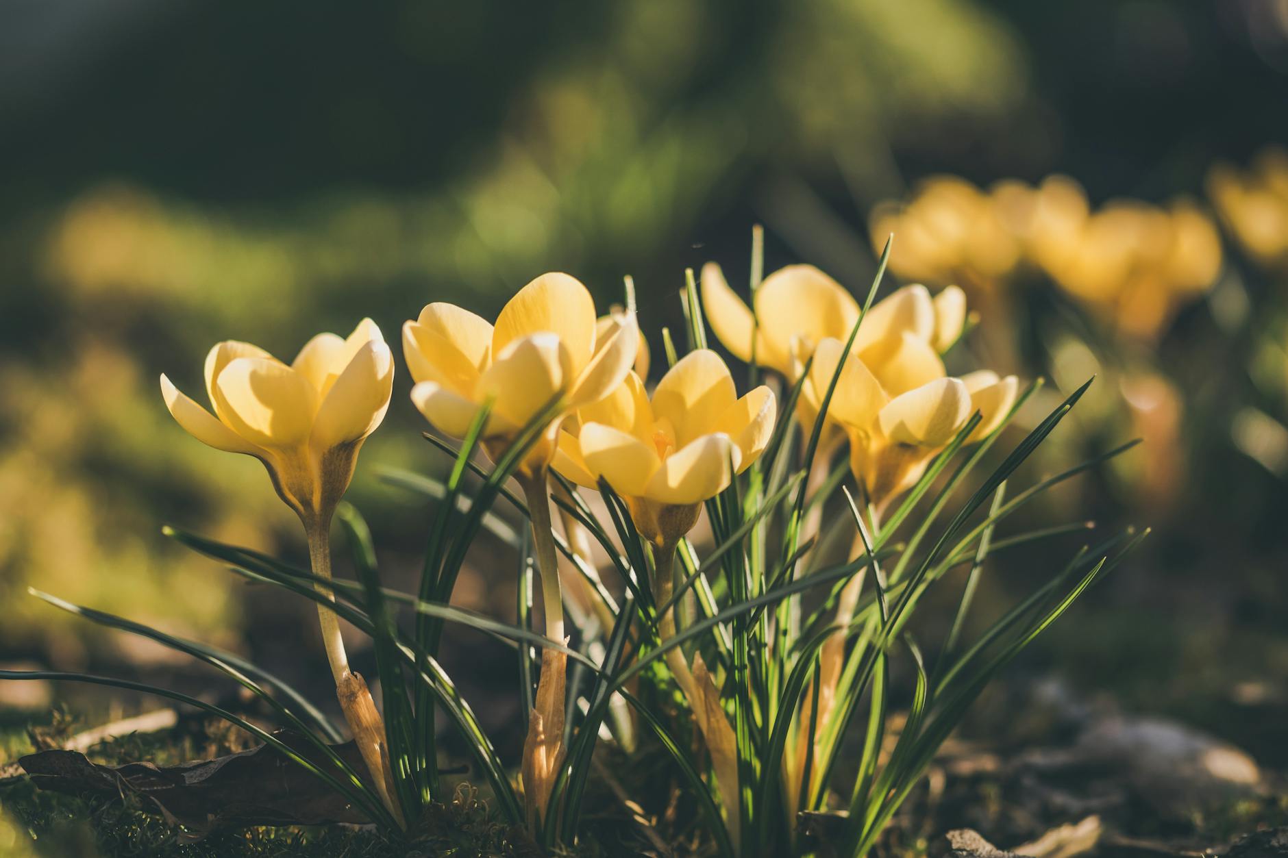 Enchanting Cottage Garden Ideas for Every Home Explore timeless tips, plant selections, and design inspiration to create your own flourishing cottage garden oasis.