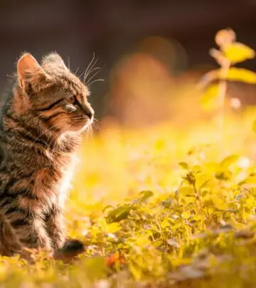 Discover the enchanting world of black tabby cats - mysterious, playful, and full of personality