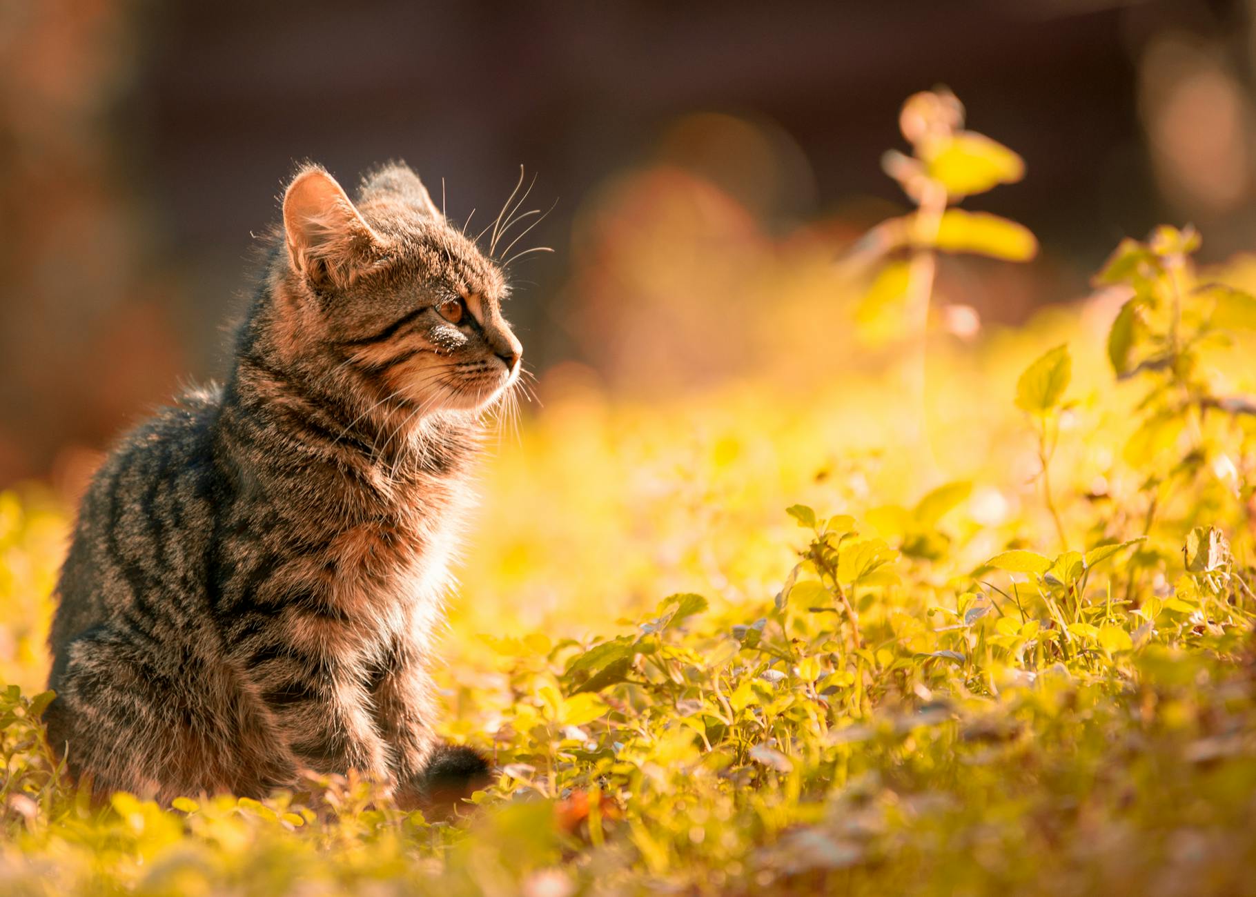 8 Fascinating Facts About Black Tabby Cats Discover the enchanting world of black tabby cats - mysterious, playful, and full of personality