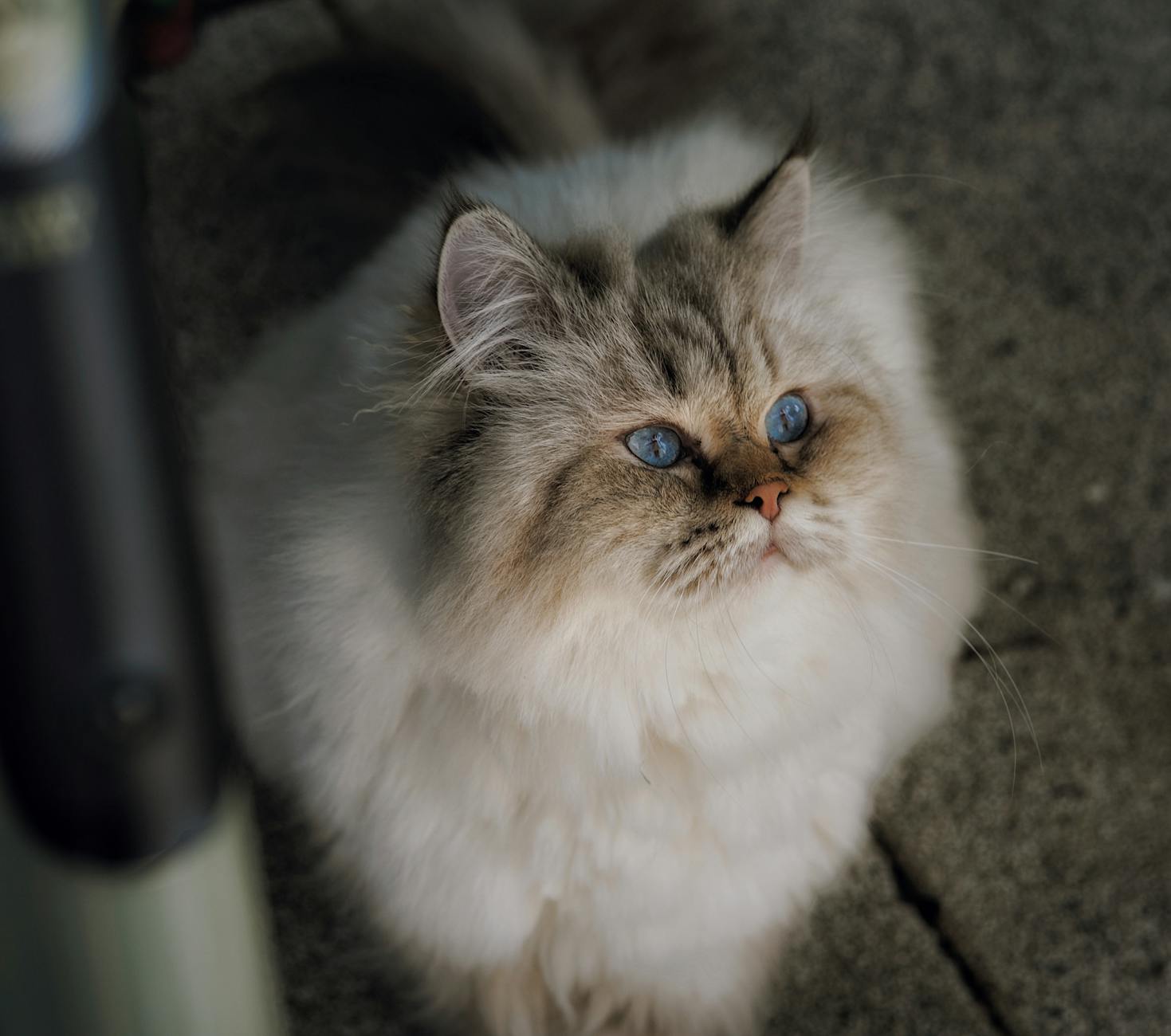 Seal Point Cats: Facts, History, and Personality Insights Discover the world of seal point cats—their distinctive looks, fascinating genetics, and charming personalities.