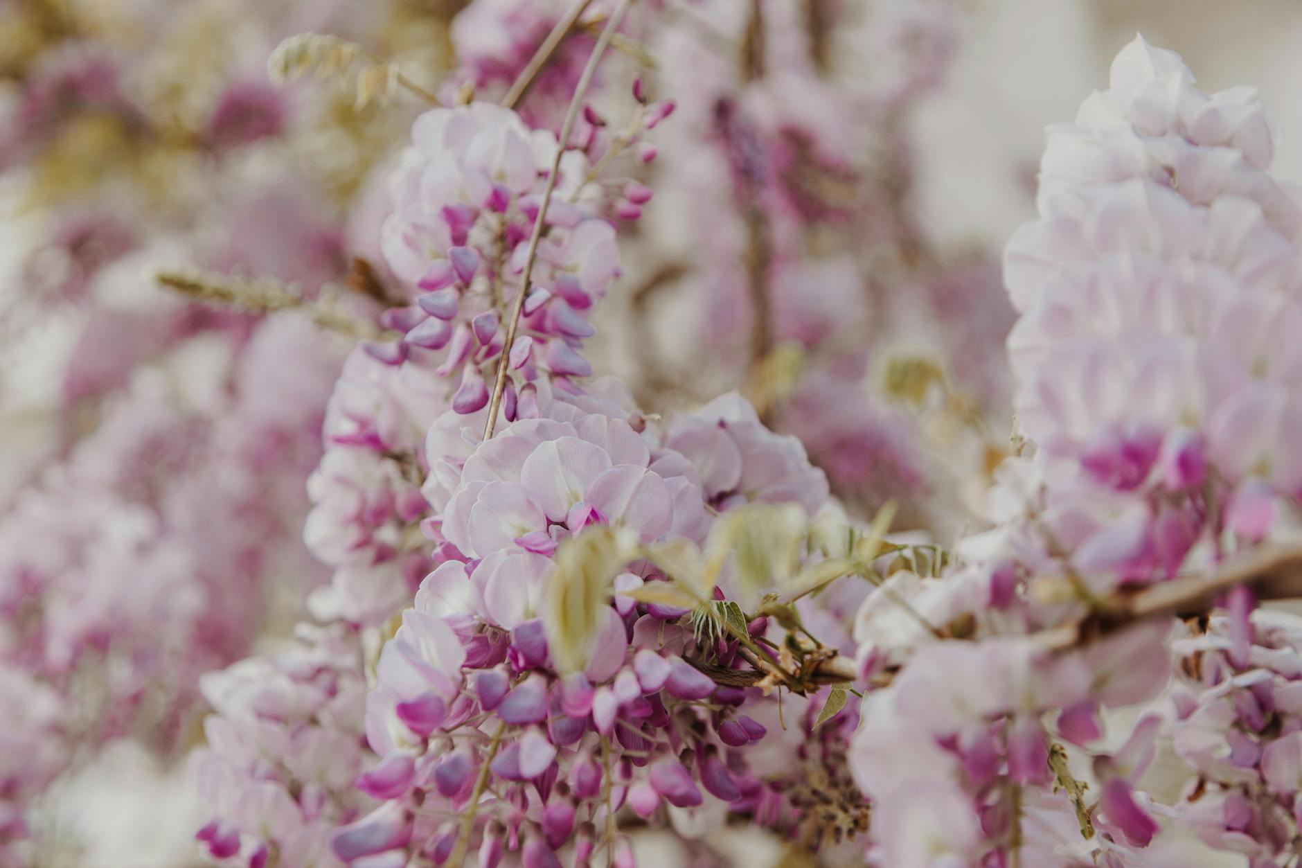 Wisteria: The Ultimate Guide to Growing, Training, and Enjoying This Spectacular Climber Discover all you need to know about wisteria—from planting and care to creative training ideas and solutions to common challenges.