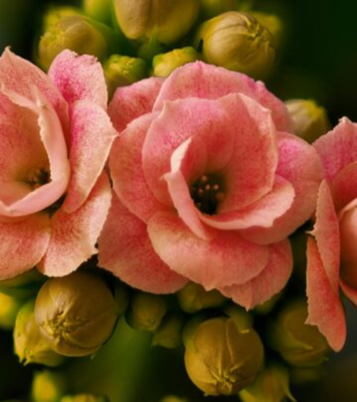 Express your deepest gratitude with these touching words that capture what she means to you