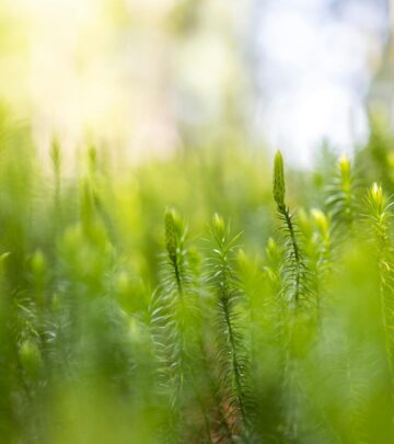 Ajuga (Bugleweed): A Vibrant, Low-Maintenance Ground Cover for Every Garden