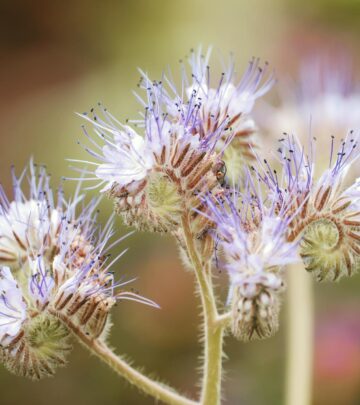How to Grow and Care for Spanish Lavender