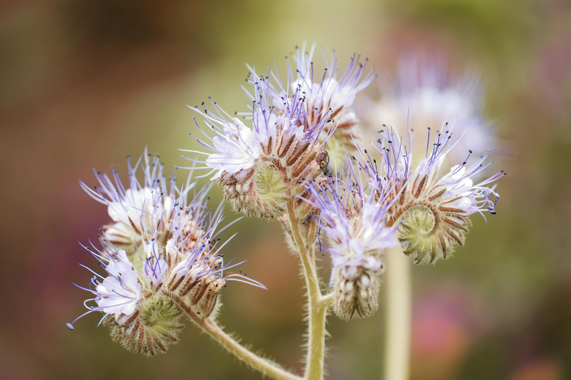 How to Grow and Care for Spanish Lavender Master the art of cultivating Spanish lavender: tips on planting, care, varieties, and answers to the most common questions.