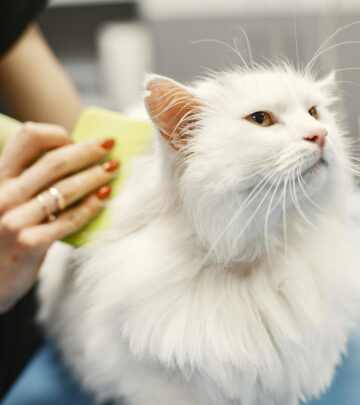 How Much Does a Turkish Angora Cost? A Comprehensive Breed Guide