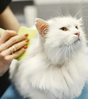 Discover Turkish Angora cat costs, ownership expenses, breed facts, and care advice for prospective owners.