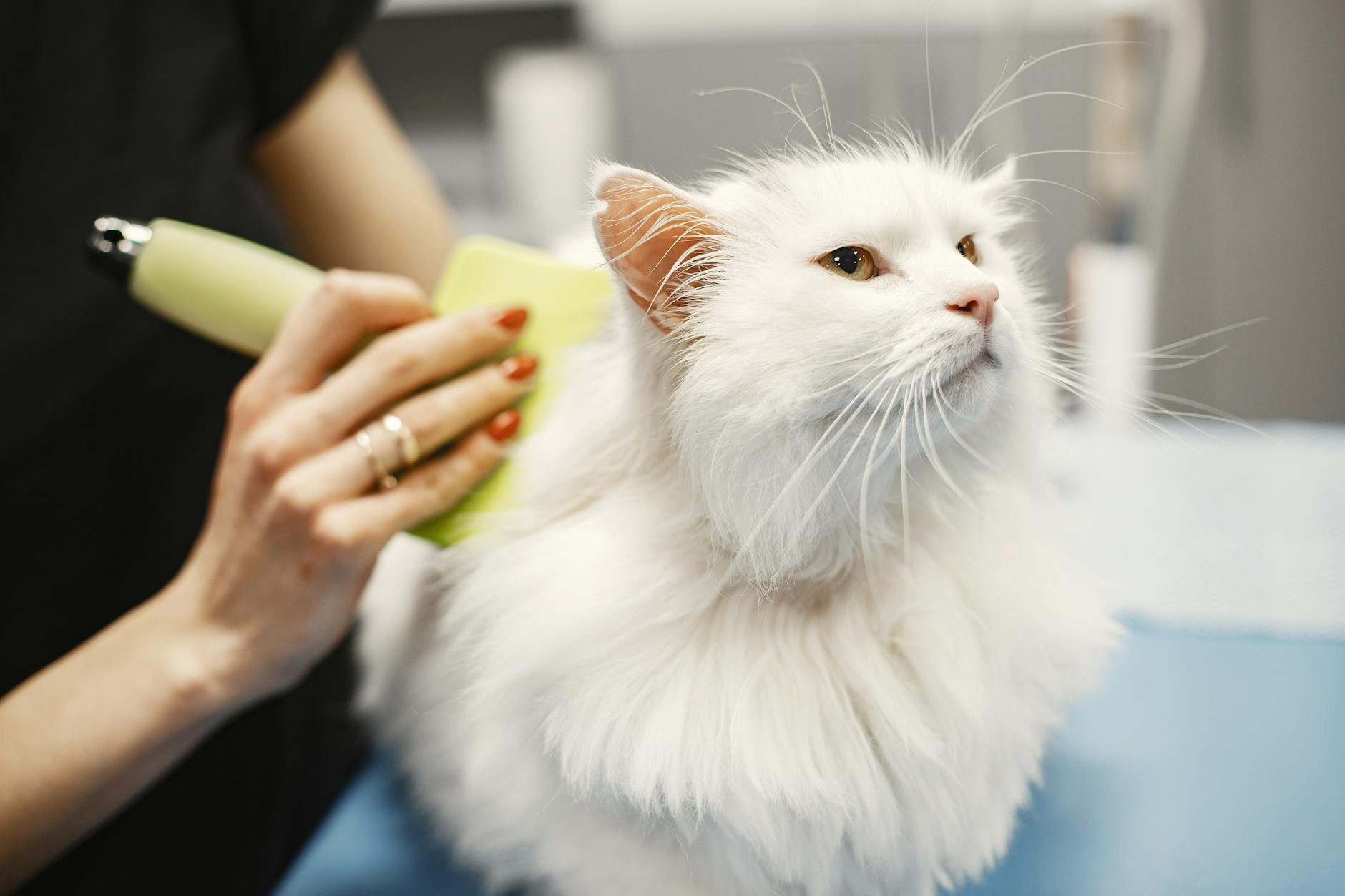 How Much Does a Turkish Angora Cost? A Comprehensive Breed Guide Discover Turkish Angora cat costs, ownership expenses, breed facts, and care advice for prospective owners.