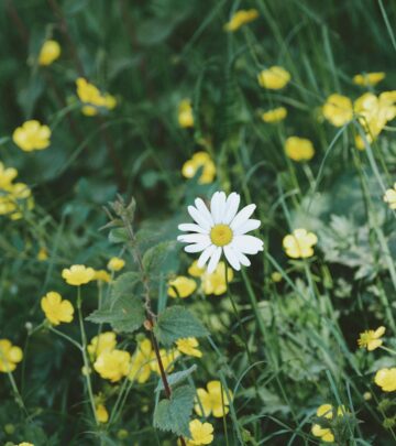 28 Beautiful Daisy Varieties to Brighten Your Garden