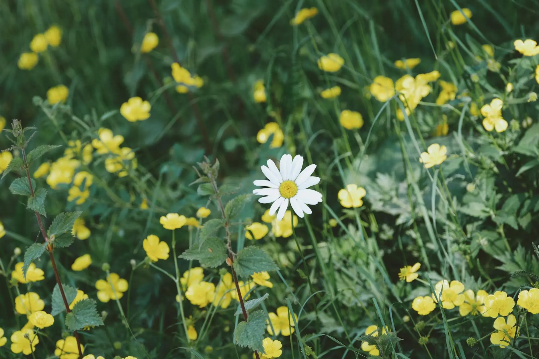 28 Beautiful Daisy Varieties to Brighten Your Garden Discover the diverse world of daisies, from drought-tolerant desert varieties to coastal-loving species