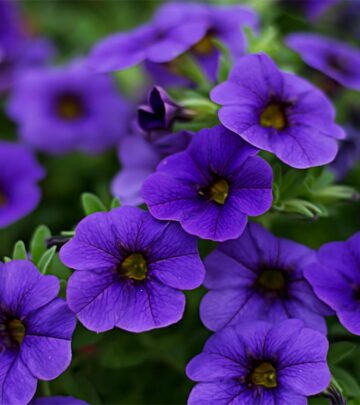 Calibrachoa: Growing Million Bells for Cascading Color