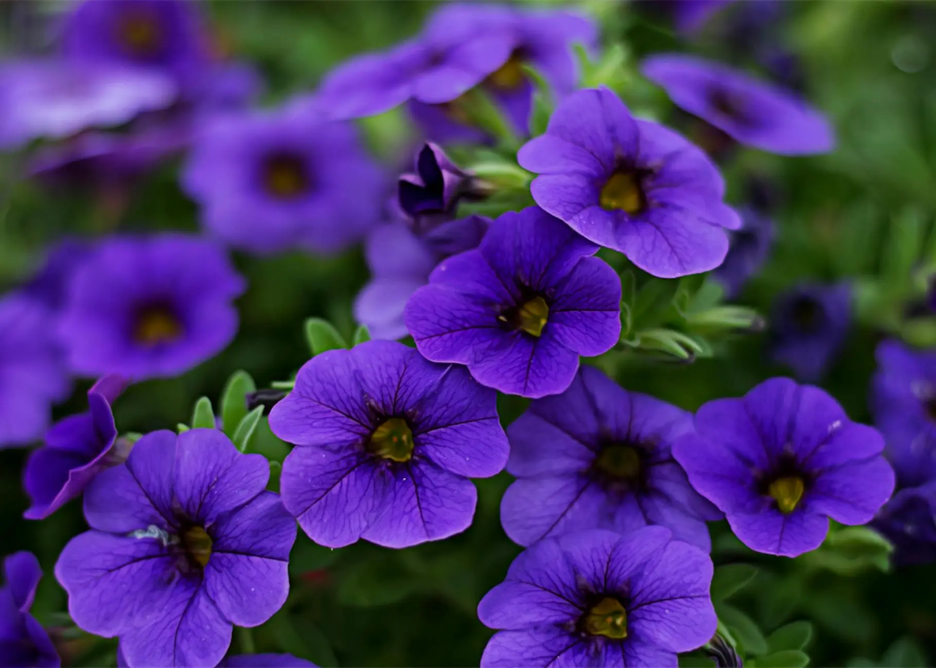 Calibrachoa: Growing Million Bells for Cascading Color Discover how to grow and care for these prolific bloomers that bring vibrant color to containers and gardens