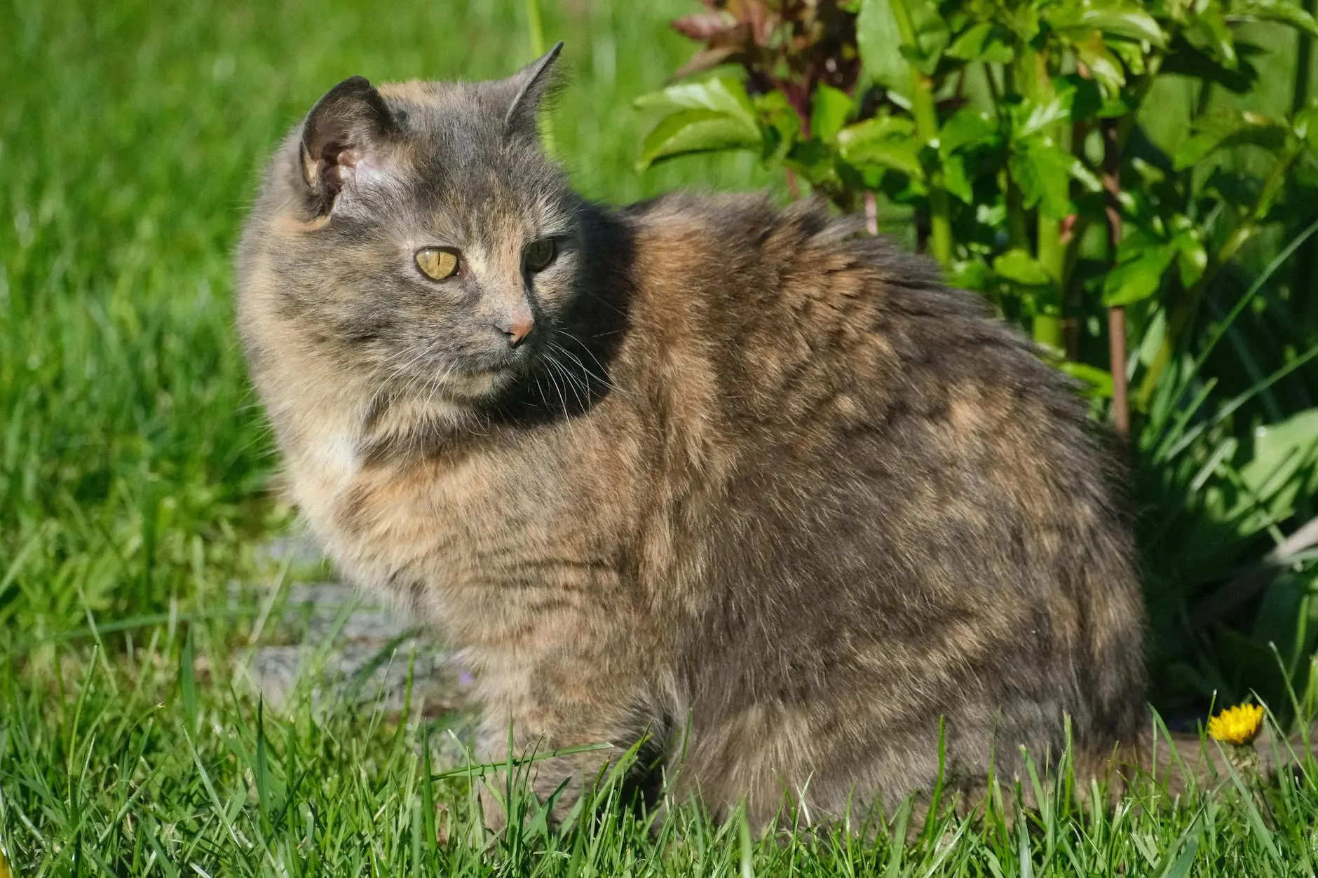 Enchanting Long-Haired Tortoiseshell Cat Breeds Discover the majestic beauty and unique personalities of long-haired tortoiseshell felines