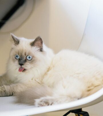 Tortie Ragdoll Cats: Ultimate Guide to This Colorful Breed