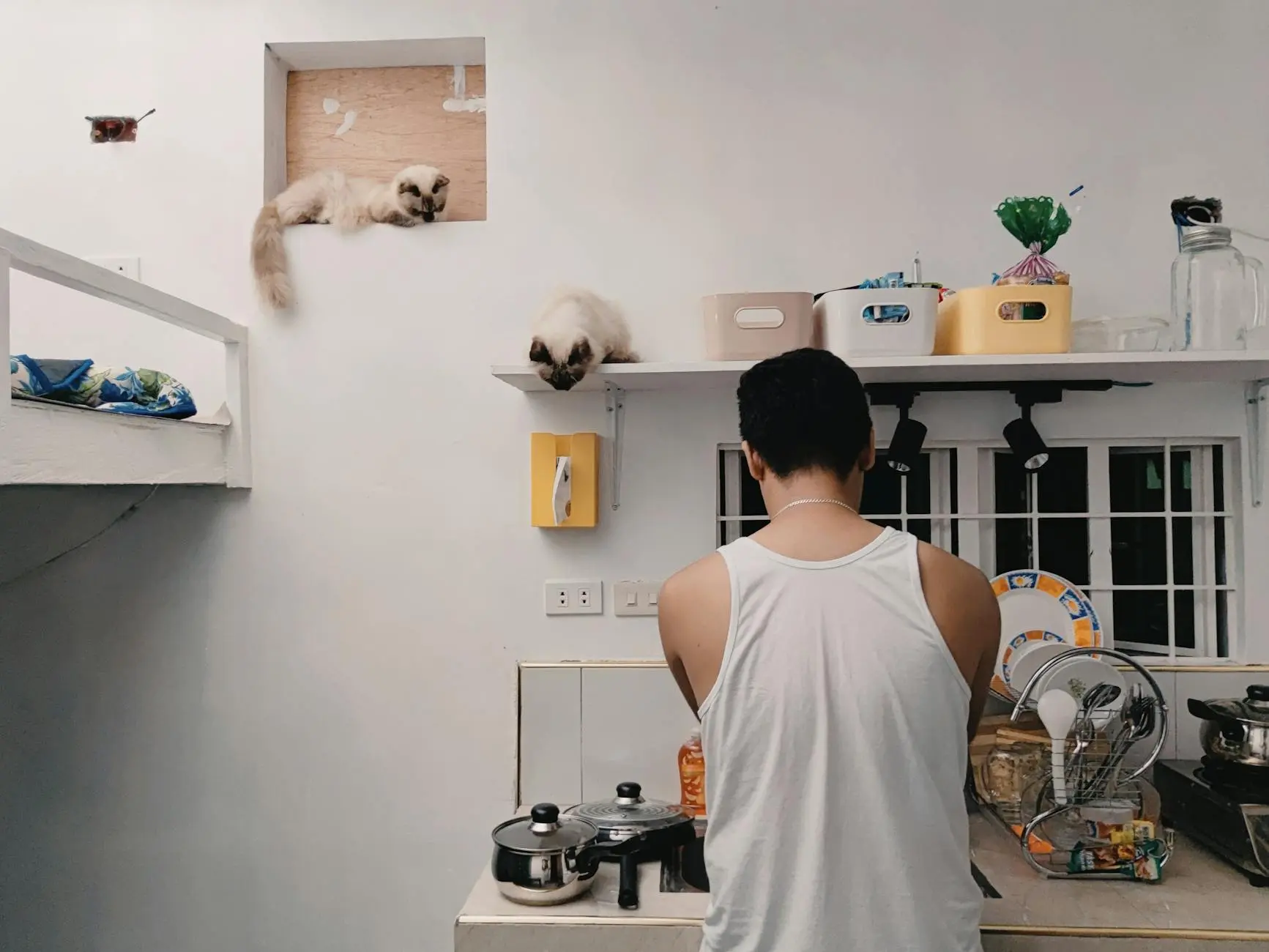 How Much Do Siamese Cats Cost? Price Guide & Buying Tips Discover the true cost of owning a Siamese cat, from initial purchase to lifetime expenses