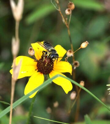 Creating a Perfect Pollinator Garden: A Complete Guide