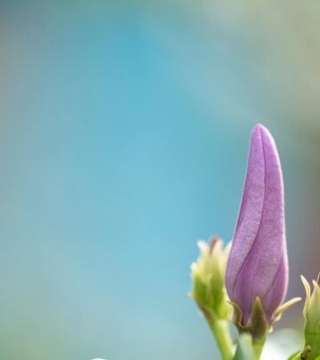 Diervilla: Complete Guide to Planting, Care & Varieties