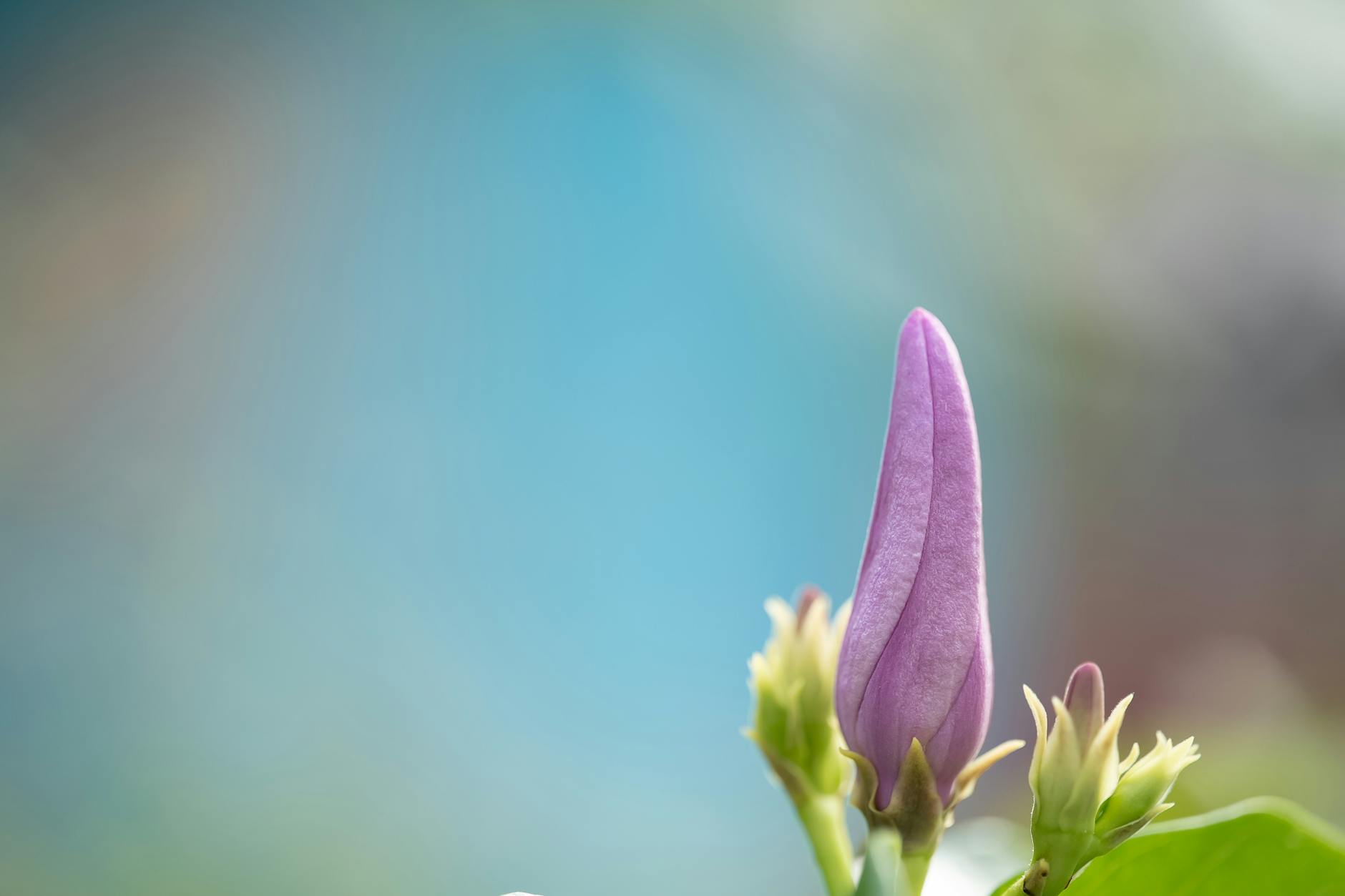 Diervilla: Complete Guide to Planting, Care & Varieties A comprehensive planting and care guide for Diervilla, the resilient and colorful shrub perfect for modern gardens.
