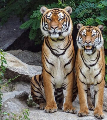 Tiger Cat: Facts, Patterns, Temperament & Care Guide
