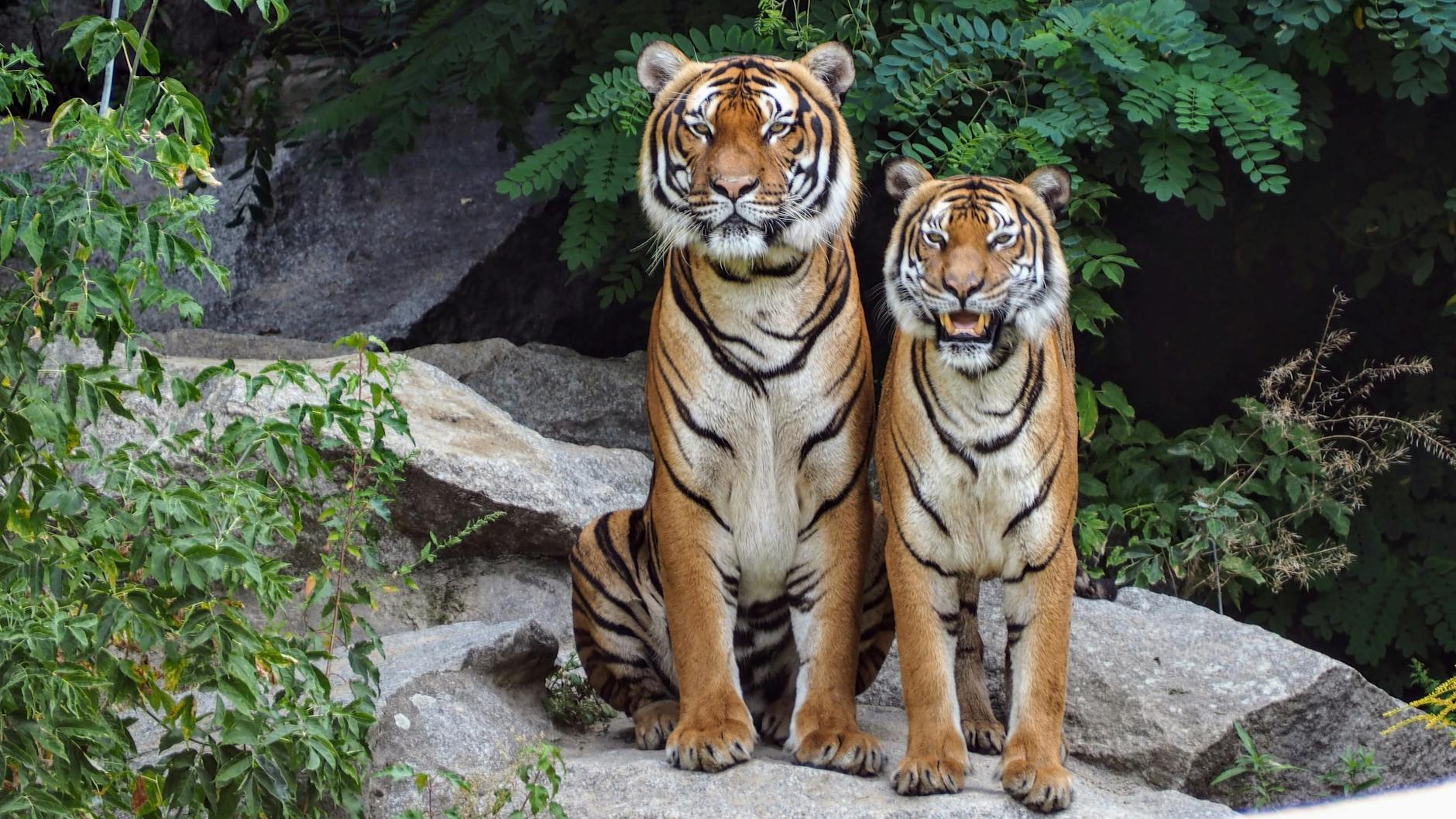 Tiger Cat: Facts, Patterns, Temperament & Care Guide Discover everything about tiger cats—unique tabby patterns, personalities, care needs, and their role in the feline world.
