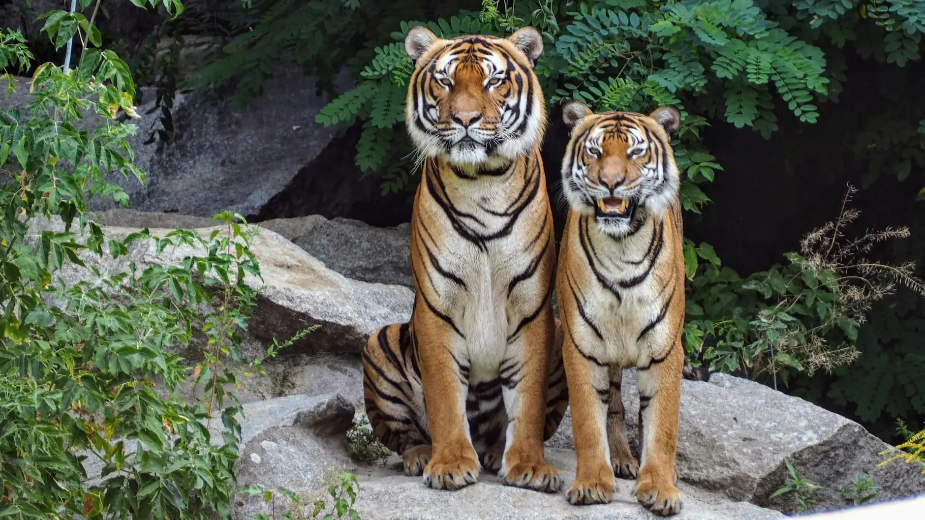 Tabby Cat Comprehensive Guide: Origins, Patterns & Care Discover everything about tiger cats—unique tabby patterns, personalities, care needs, and their role in the feline world.