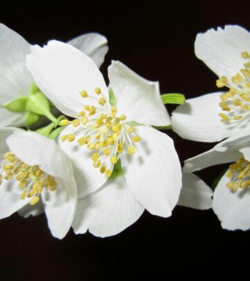 Star Jasmine: Growing Guide for Fragrant Beauty