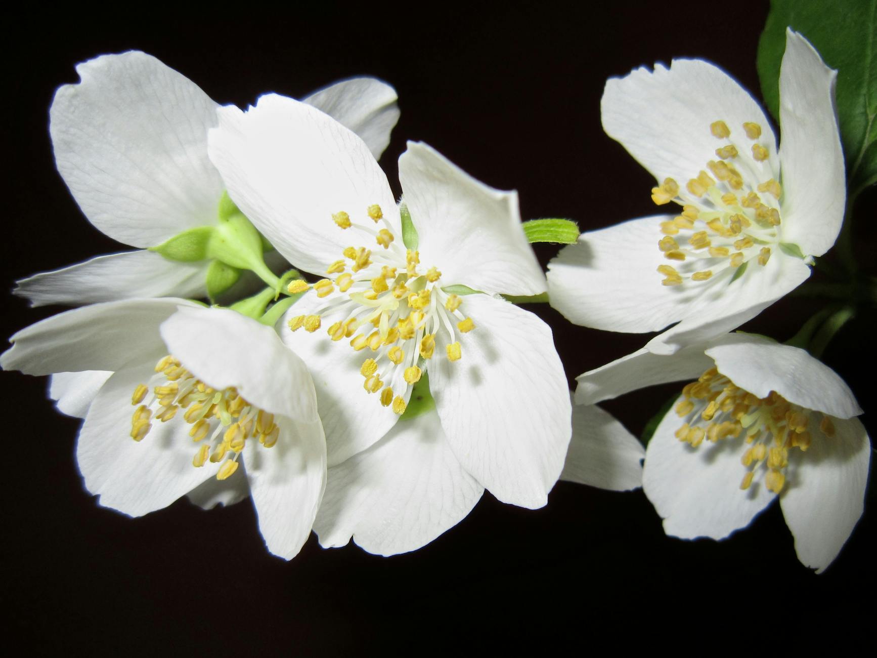 Star Jasmine: Growing Guide for Fragrant Beauty Transform your garden with the intoxicating fragrance and versatile growth of star jasmine