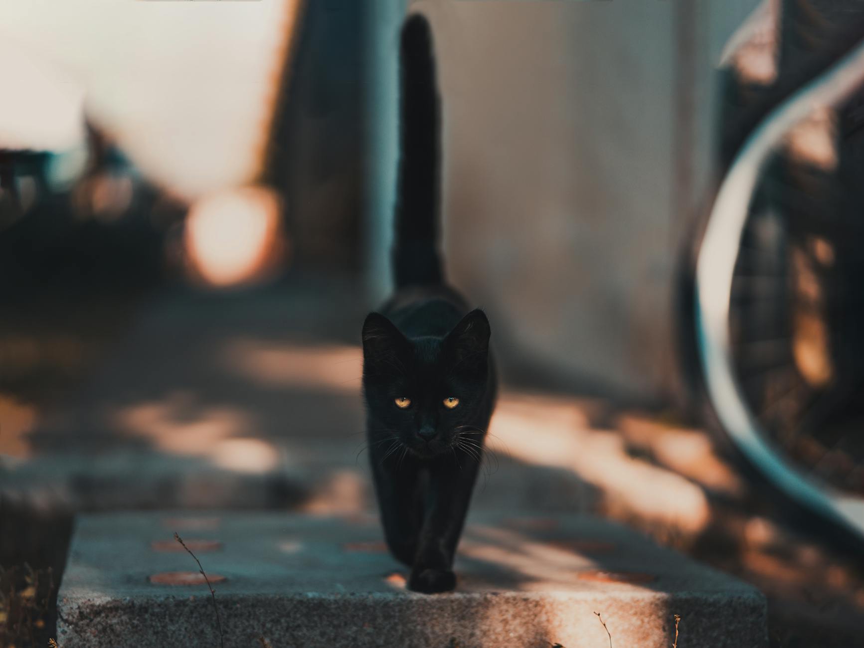 Do All Black Cats Have Green Eyes? Unveiling the Myths and Facts Explore the truth and science behind black cats' eye colors, cultural myths, and their enduring fascination.