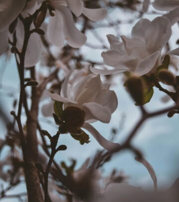 The Complete Guide to Magnolia Trees: Selection, Care & Design