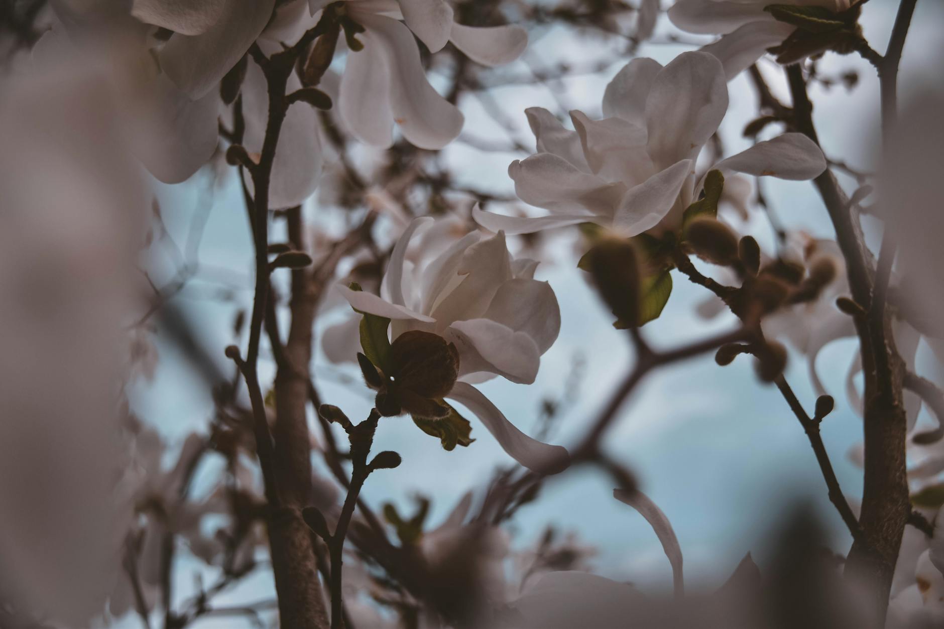 The Complete Guide to Magnolia Trees: Selection, Care & Design Discover everything about magnolia trees, from choosing the right variety and planting to maintenance, landscaping uses, and showcasing their timeless beauty.