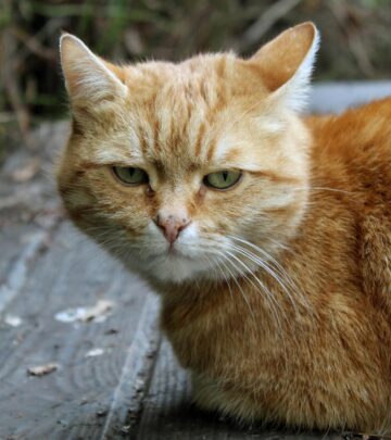 Abyssinian Cat Colors: A Complete Guide to Every Shade and Pattern