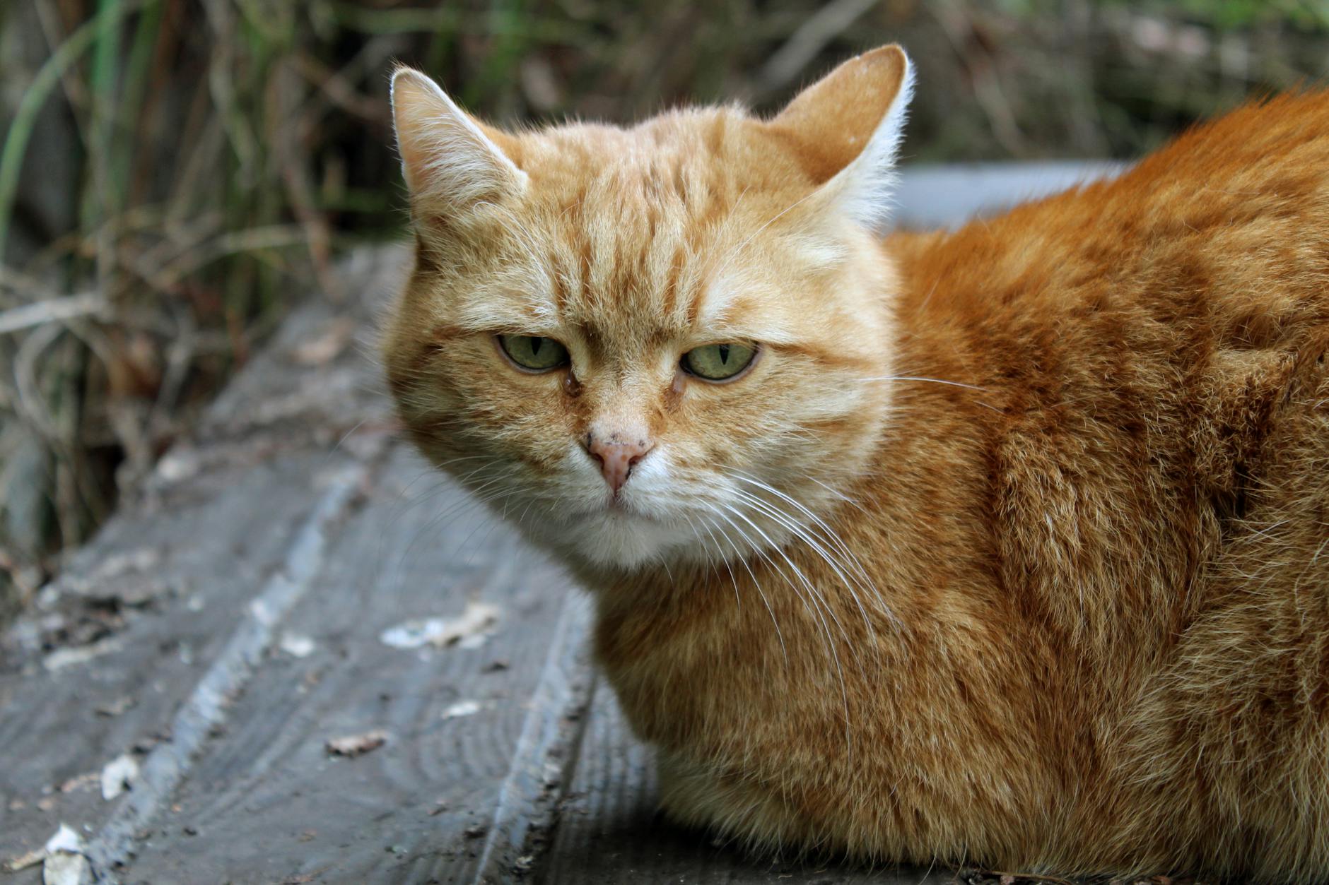 Abyssinian Cat Colors: A Complete Guide to Every Shade and Pattern Explore the rainbow of Abyssinian cat colors, from classic ruddy to rare silver, and discover what makes each shade unique.