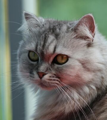 Tortoiseshell Persian Cat: Breed Info, Personality, and Care Guide