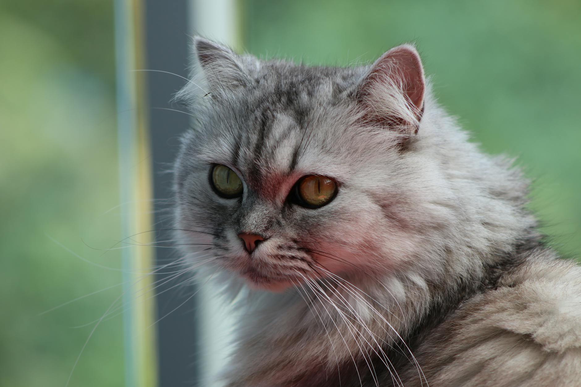 Tortoiseshell Persian Cat: Breed Info, Personality, and Care Guide Explore the fascinating world of Tortoiseshell Persian Cats—from their stunning coats and rich history to their unique personalities and care essentials.